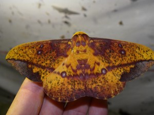 Papillon (non déterminé) 